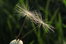 Pusteblume - Löwenzahn mit nur noch zwei Schirmchen