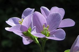 Zartes Wiesenschaumkraut Nahaufnahme vor dunklem Hintergrund